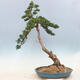 Outdoor bonsai - Juniperus chinensis - Chinese juniper - 2/6