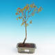 Acer palmatum Aureum - Golden Japanese Maple - 2/3
