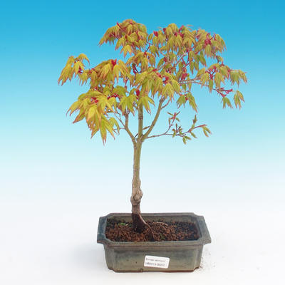 Acer palmatum Aureum - Golden Japanese Maple - 2