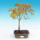 Acer palmatum Aureum - Golden Japanese Maple - 2/3