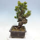 Outdoor bonsai - Pinus parviflora - Small-flowered pine - 2/5