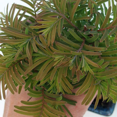 Outdoor bonsai - Two-line bream - 2