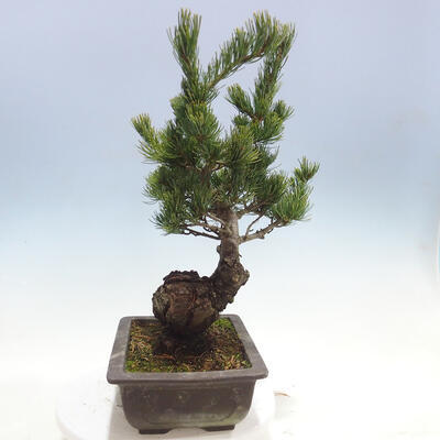 Outdoor bonsai - Pinus parviflora - Small-flowered pine - 2