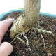 Room bonsai - Duranta erecta Aurea - 2/4