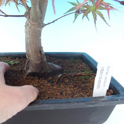 Outdoor bonsai - Acer palm. Atropurpureum - Japanese Maple Red - 2