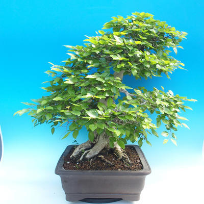 Outdoor bonsai -Carpinus CARPINOIDES - Korean Hornbeam - 2