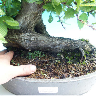Outdoor bonsai - Hornbeam - 2