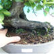 Outdoor bonsai - Hornbeam - 2/3
