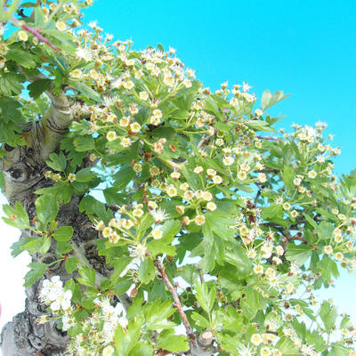 Outdoor bonsai - Single hawthorn - 2
