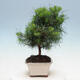 Indoor bonsai-Pinus halepensis - 2/4