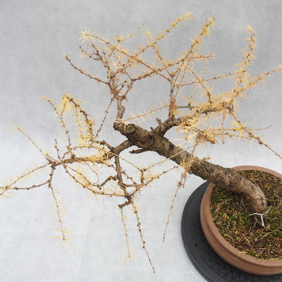 Outdoor bonsai deciduous -Modřín - Larix decidua - 2