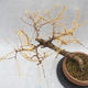 Outdoor bonsai deciduous -Modřín - Larix decidua - 2/6