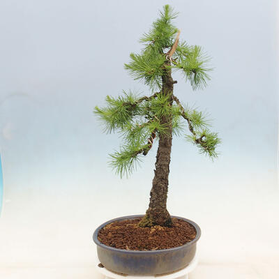 Outdoor bonsai - Larix decidua - Deciduous larch - 2