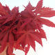 Outdoor bonsai - Acer palm. Atropurpureum - Japanese Maple Red - 2/2