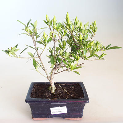 Indoor bonsai - Gardenia jasminoides-Gardenia PB2201165 - 2