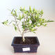 Indoor bonsai - Gardenia jasminoides-Gardenia PB2201165 - 2/2