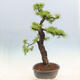 Outdoor bonsai - Larix decidua - Deciduous larch - 2/6