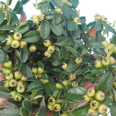 Outdoor bonsai-Cotoneaster horizontalis-Rockrose - 2