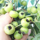 Outdoor bonsai -Malus Halliana - fruited apple - 2/4