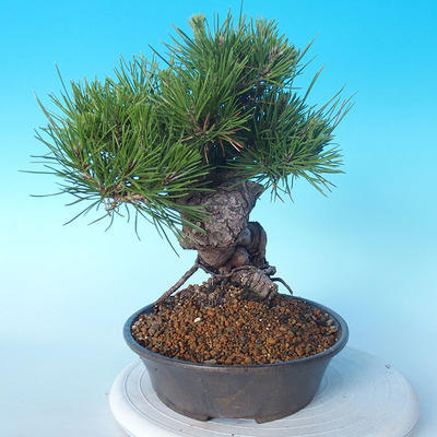 Pinus thunbergii - Thunberg Pine - 2