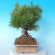 Pinus thunbergii - Thunberg Pine - 2/5