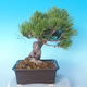 Pinus thunbergii - Thunberg Pine - 2/5