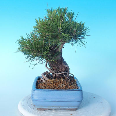 Pinus thunbergii - Thunberg Pine - 2