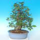 Outdoor bonsai - Japanese pear NASHI - Pyrus pyrifolia - 2/6
