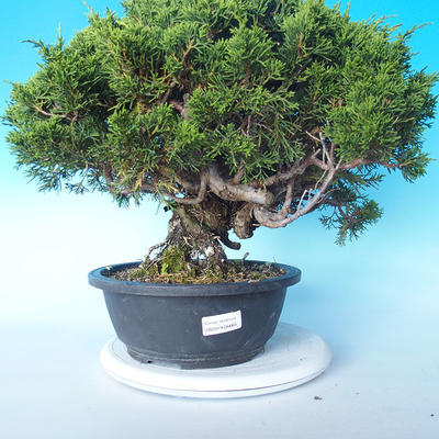 Outdoor bonsai - Juniperus chinensis ITOIGAWA - Chinese Juniper - 2
