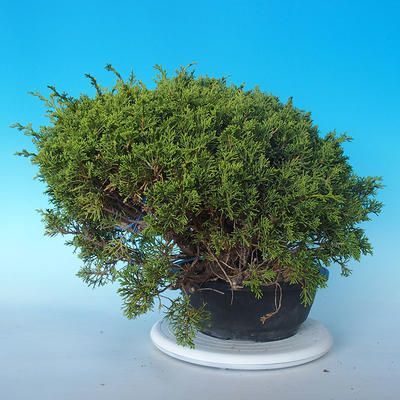 Outdoor bonsai - Juniperus chinensis ITOIGAWA - Chinese Juniper - 2