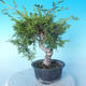 Outdoor bonsai - Juniperus chinensis ITOIGAWA - Chinese Juniper - 2/6