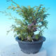 Outdoor bonsai - Juniperus chinensis ITOIGAWA - Chinese Juniper - 2/6