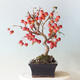 Outdoor bonsai - Malus halliana - Small-fruited apple tree - 2/5