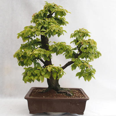 Outdoor bonsai - Hornbeam - Carpinus betulus VB2019-26689 - 2