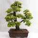 Outdoor bonsai - Hornbeam - Carpinus betulus VB2019-26689 - 2/5