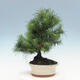 Indoor bonsai-Pinus halepensis - 2/4
