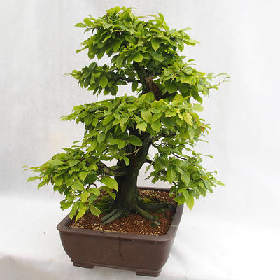 Outdoor bonsai - Hornbeam - Carpinus betulus VB2019-26690 - 2