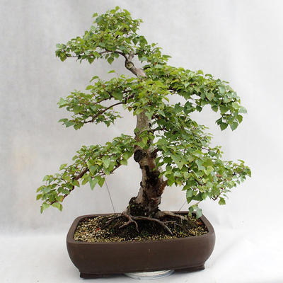 Outdoor bonsai - Betula verrucosa - Silver Birch VB2019-26695 - 2
