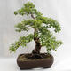 Outdoor bonsai - Betula verrucosa - Silver Birch VB2019-26695 - 2/5