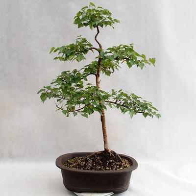 Outdoor bonsai - Betula verrucosa - Silver Birch VB2019-26696 - 2
