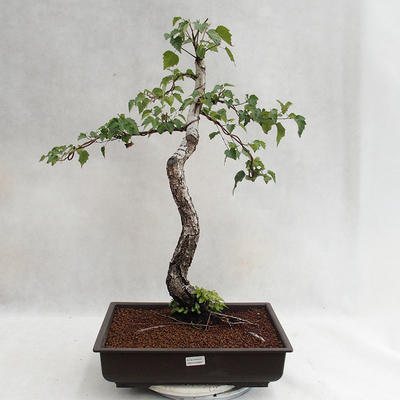 Outdoor bonsai - Betula verrucosa - Silver Birch VB2019-26697 - 2