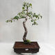 Outdoor bonsai - Betula verrucosa - Silver Birch VB2019-26697 - 2/5