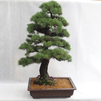 Outdoor bonsai - Pinus sylvestris - Scots pine VB2019-26699 - 2