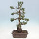 Outdoor bonsai - Pinus parviflora - Small-flowered pine - 2/5
