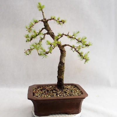 Outdoor bonsai -Larix decidua - European larch VB2019-26702 - 2