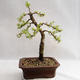 Outdoor bonsai -Larix decidua - European larch VB2019-26702 - 2/4