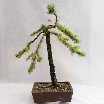 Outdoor bonsai -Larix decidua - European larch VB2019-26704 - 2