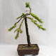 Outdoor bonsai -Larix decidua - European larch VB2019-26704 - 2/5