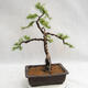 Outdoor bonsai -Larix decidua - European larch VB2019-26707 - 2/5