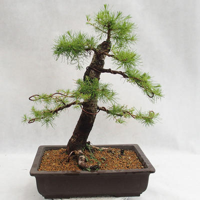 Outdoor bonsai -Larix decidua - European larch VB2019-26708 - 2
